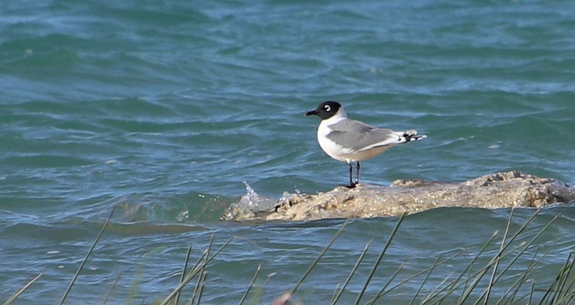 Franklin's Gull - ML151577941