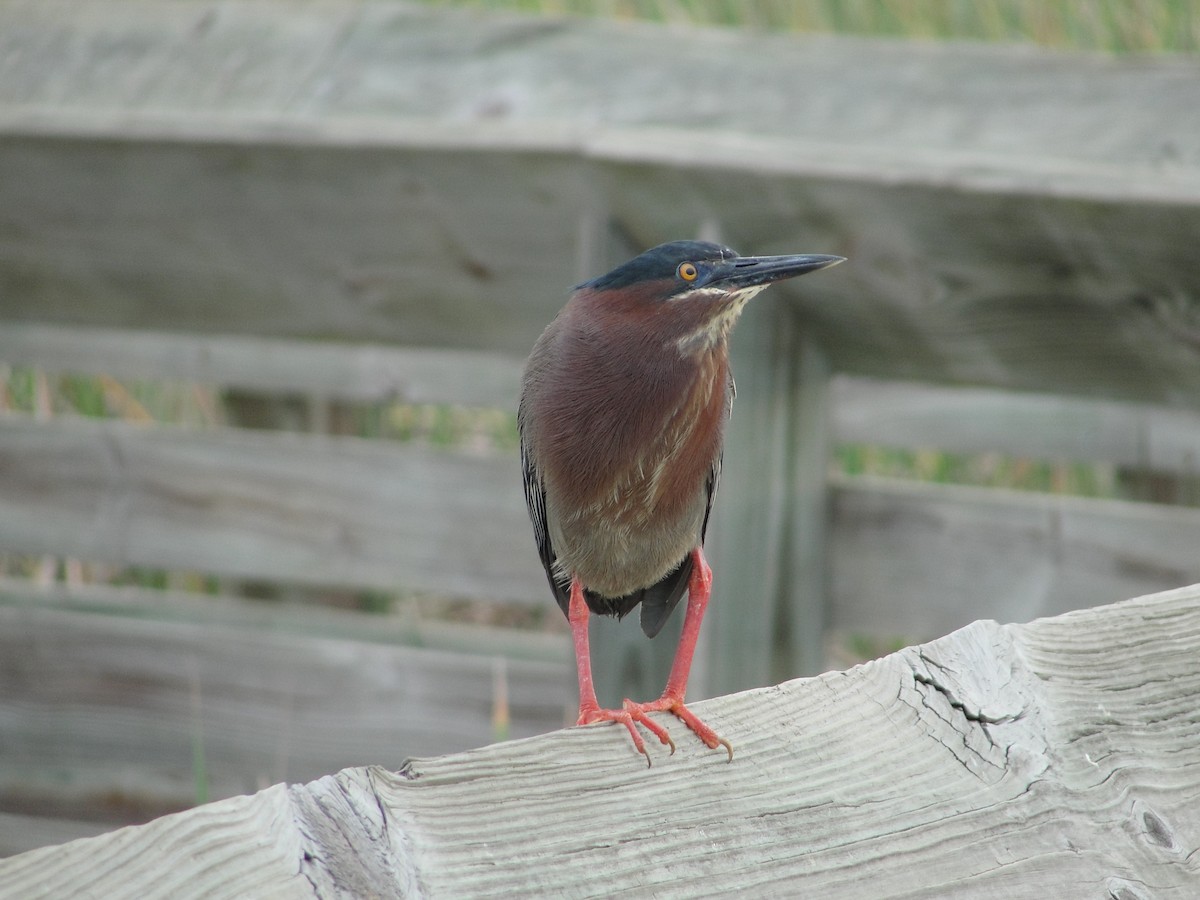 Green Heron - Isidro Montemayor