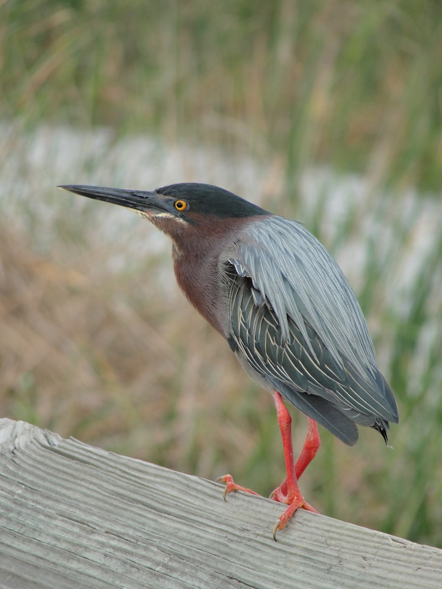 Green Heron - ML151578241