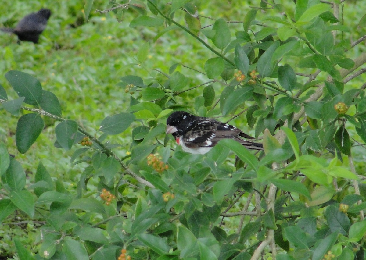 Rose-breasted Grosbeak - Isidro Montemayor