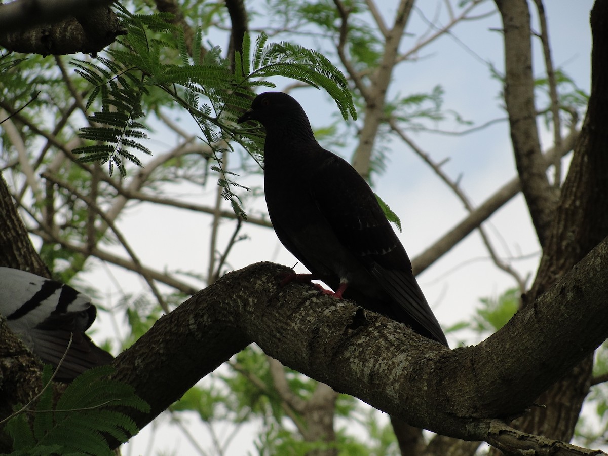 Rock Pigeon (Feral Pigeon) - ML151578411