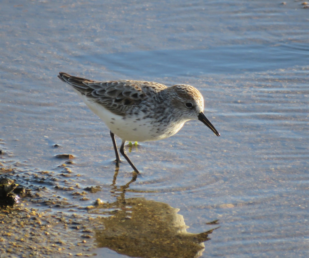 Western Sandpiper - Chris Hayward