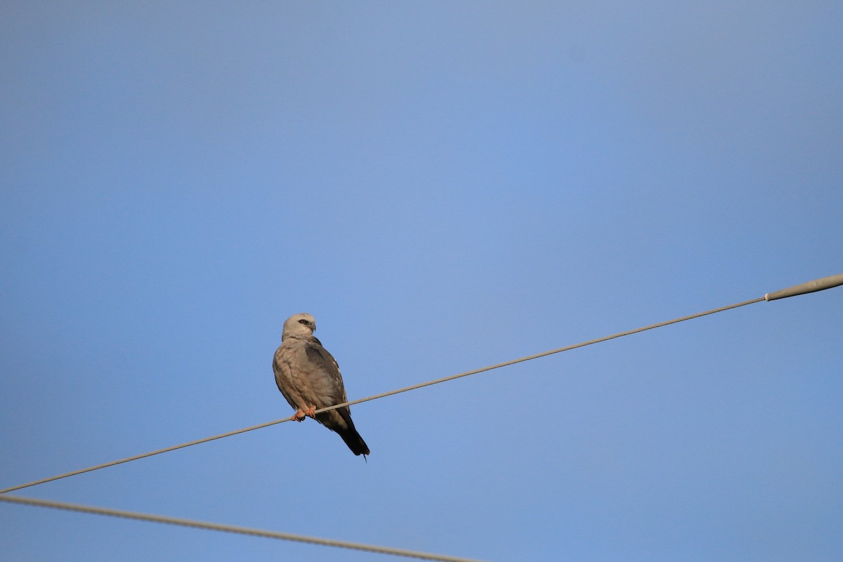 Mississippi Kite - ML151578711