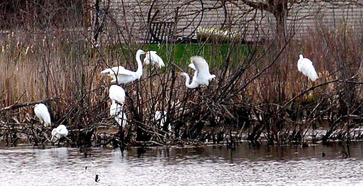 Great Egret - Kisa Weeman