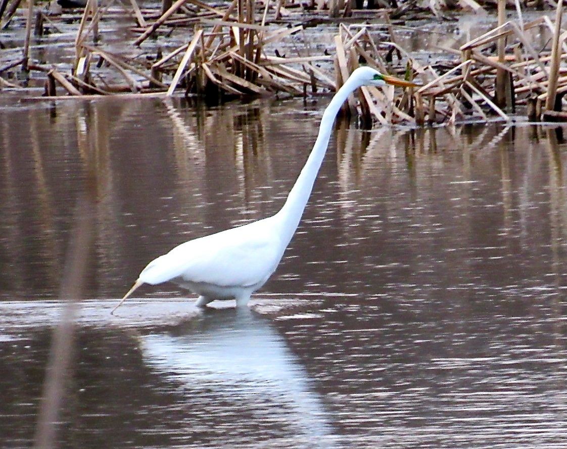 Great Egret - ML151578771