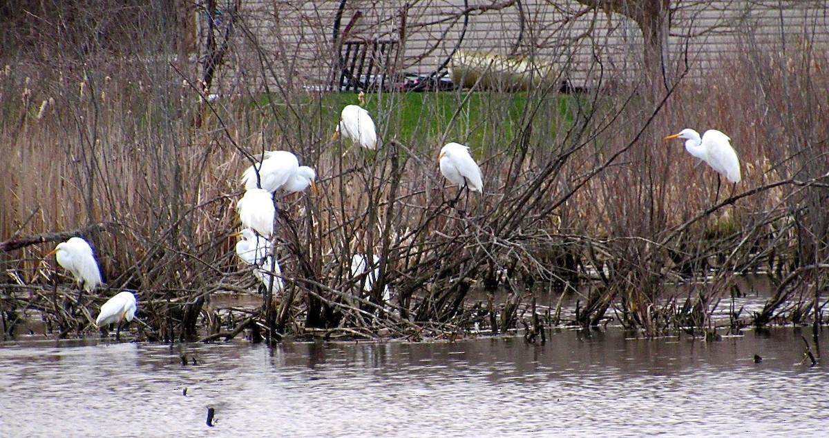 Great Egret - ML151578781