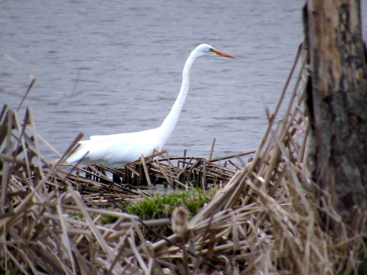 Great Egret - ML151578791