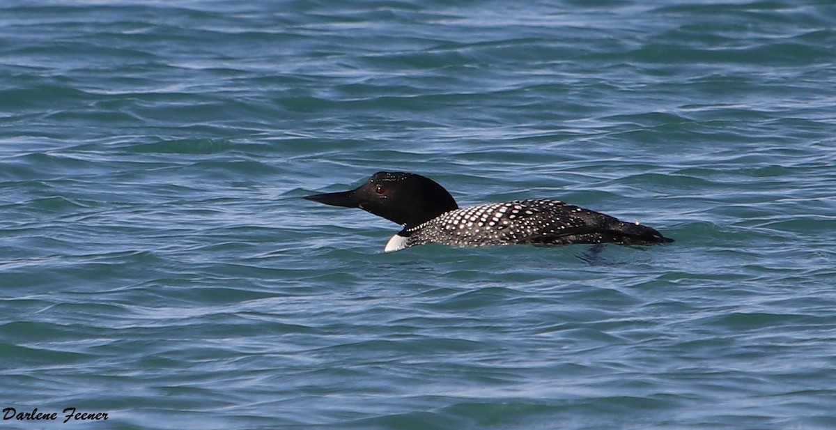 Common Loon - ML151579211