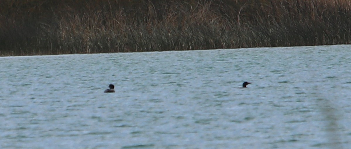 Common Loon - Darlene Feener