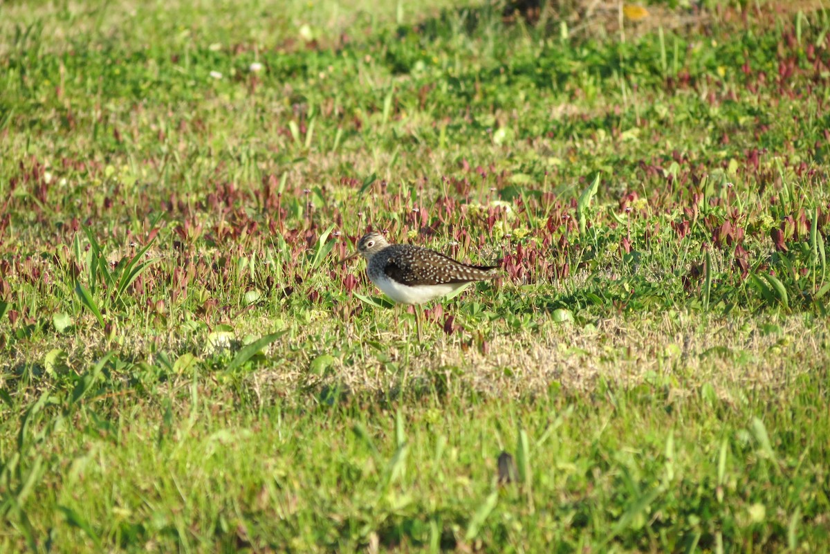 Solitary Sandpiper - Alexander Sullivan