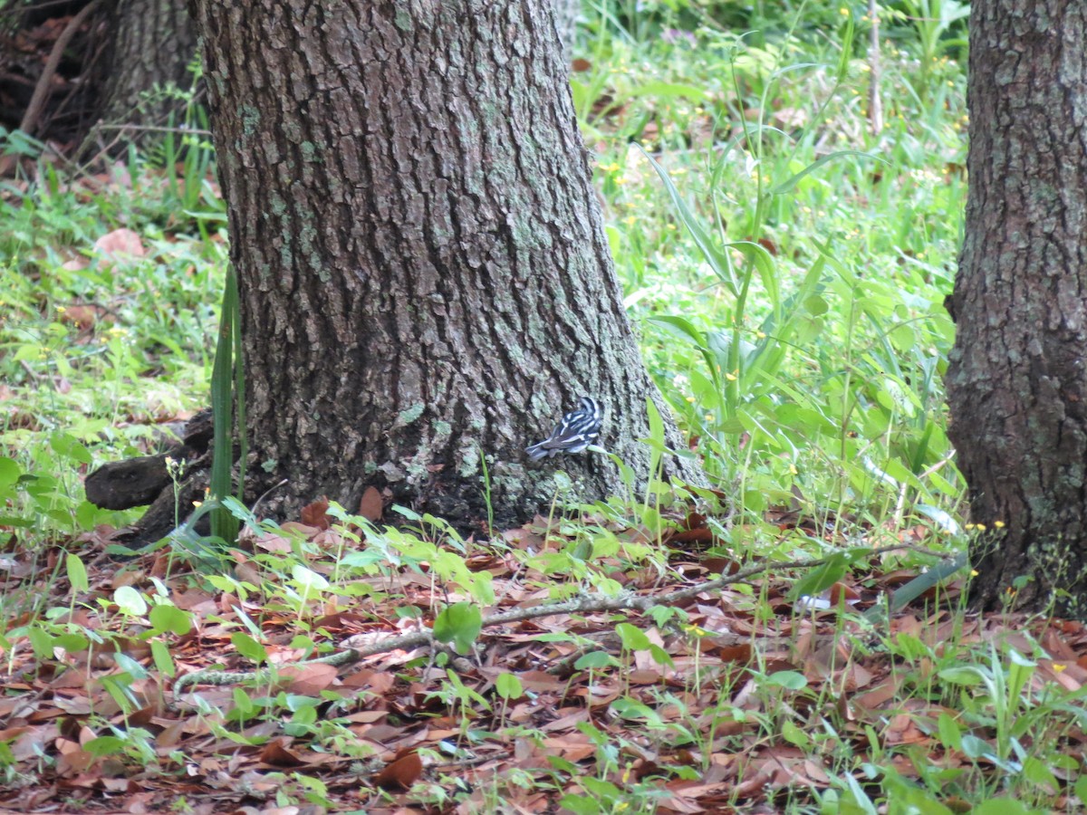 Black-and-white Warbler - ML151580731