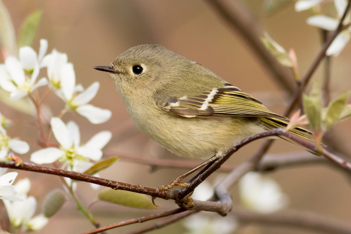 Ruby-crowned Kinglet - August Davidson-Onsgard