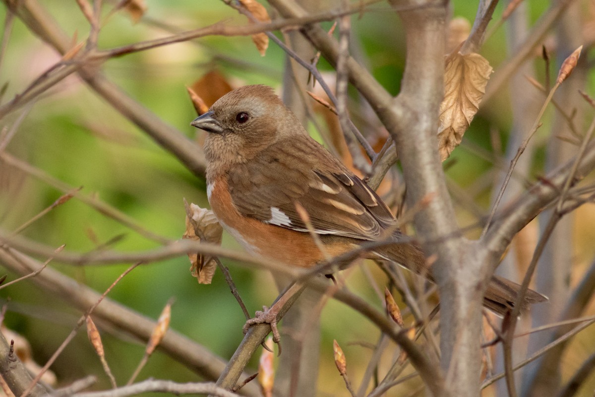 pipilo rudooký - ML151581271
