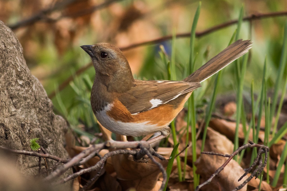 pipilo rudooký - ML151581281
