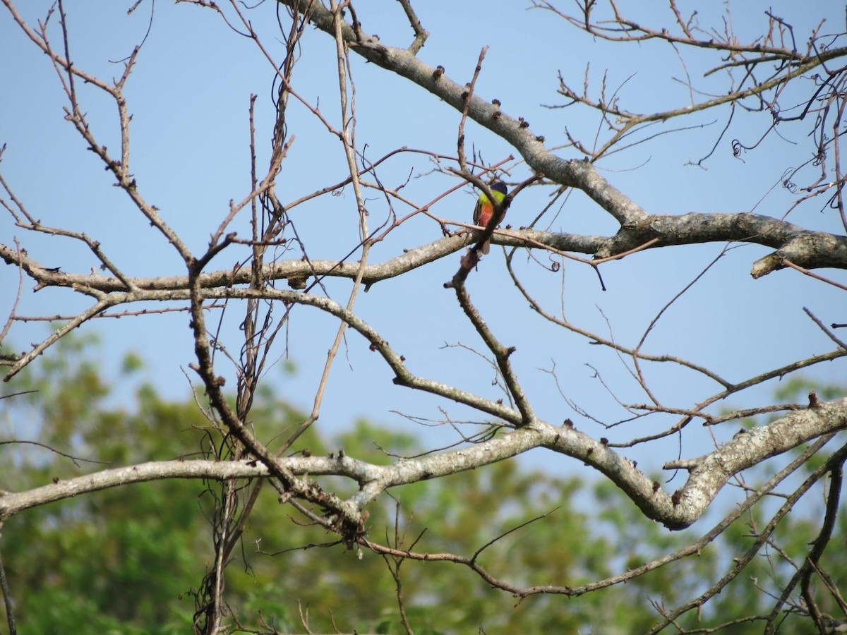 Painted Bunting - Alexander Sullivan