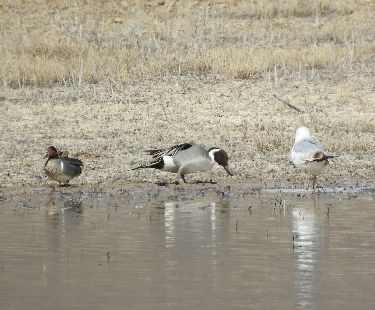 Northern Pintail - ML151581641