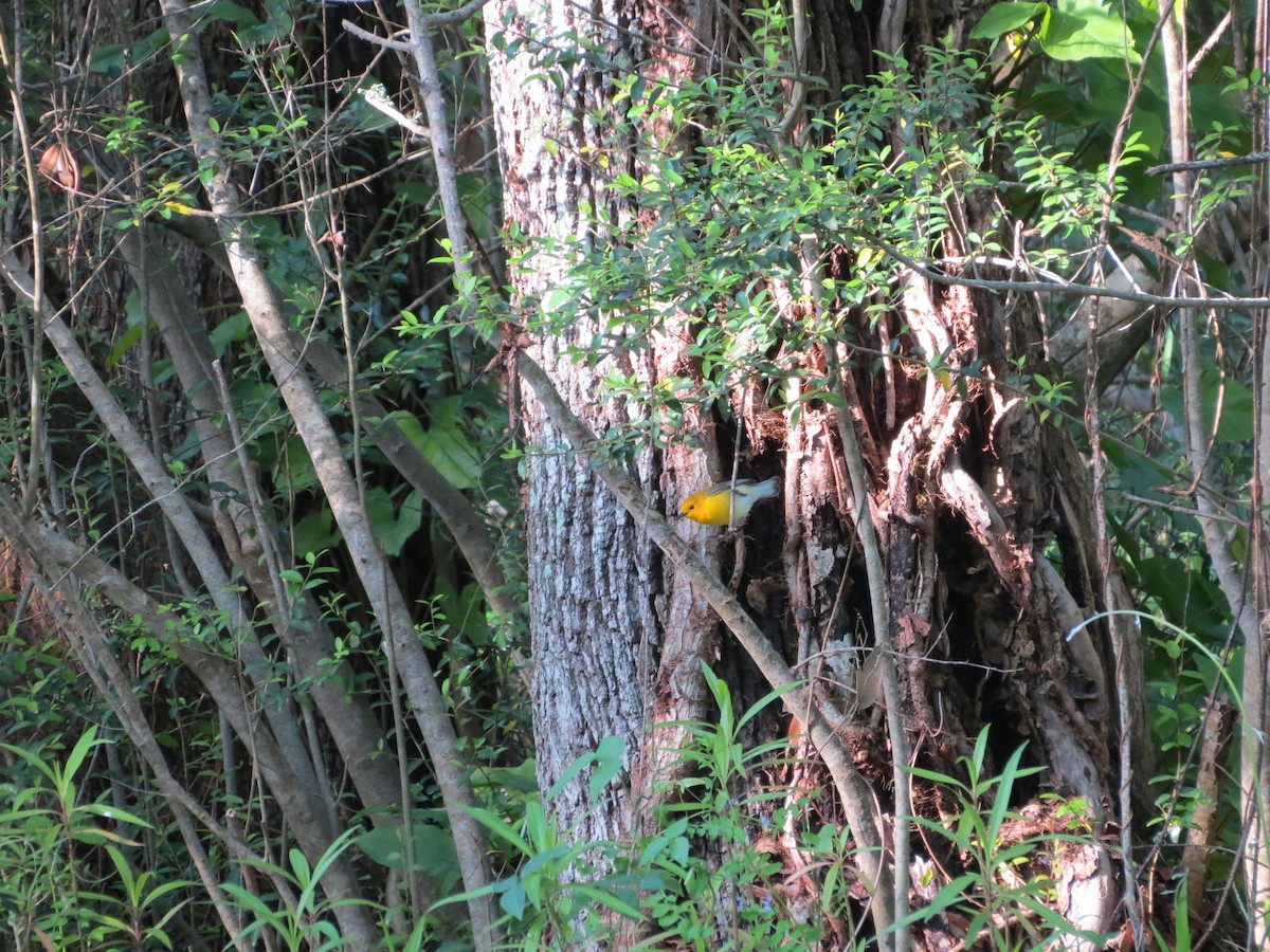 Prothonotary Warbler - ML151581701