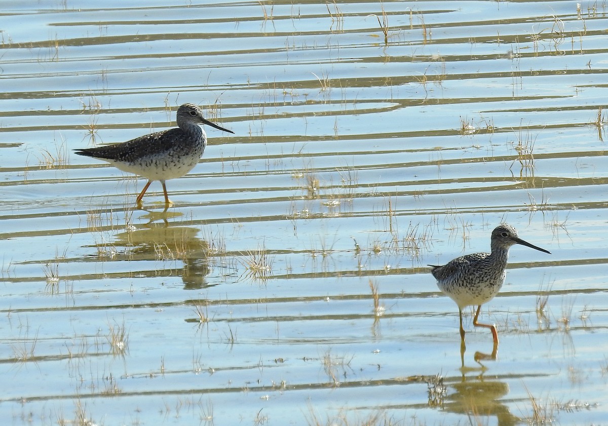 Greater Yellowlegs - ML151582111