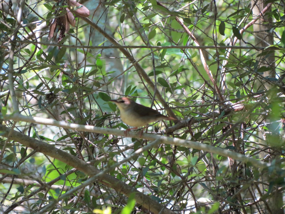 Swainson's Warbler - ML151583151