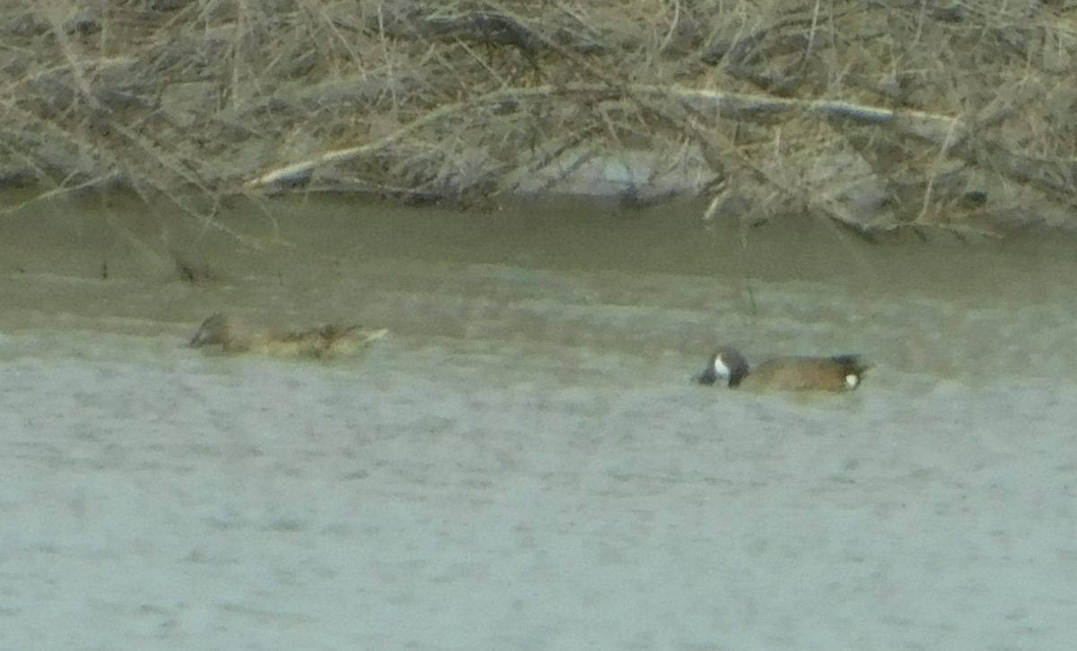 Blue-winged Teal - ML151584461