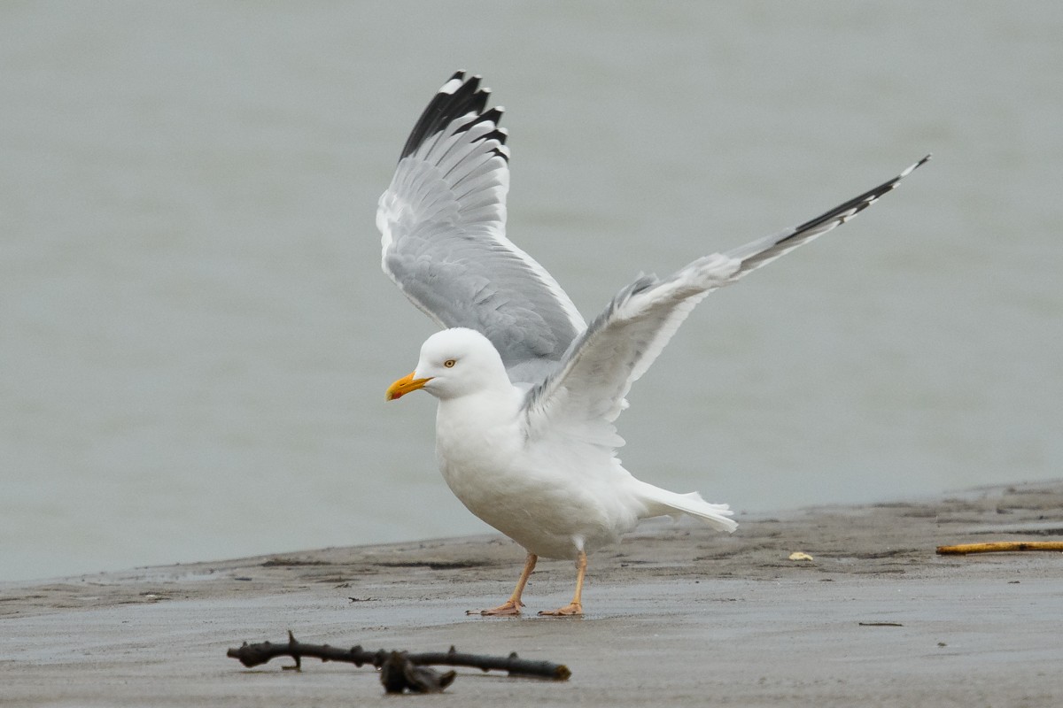 Gaviota Argéntea (americana) - ML151585041