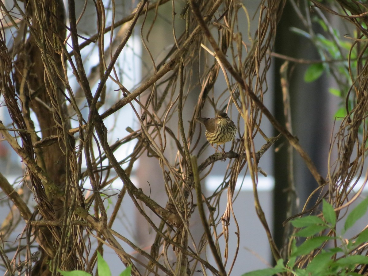 Northern Waterthrush - ML151585151