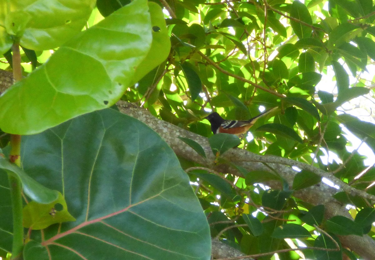 Spotted Towhee - ML151585681