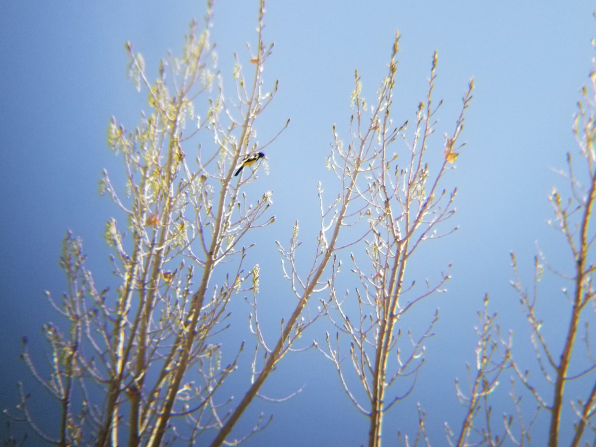 Scott's Oriole - ML151586091