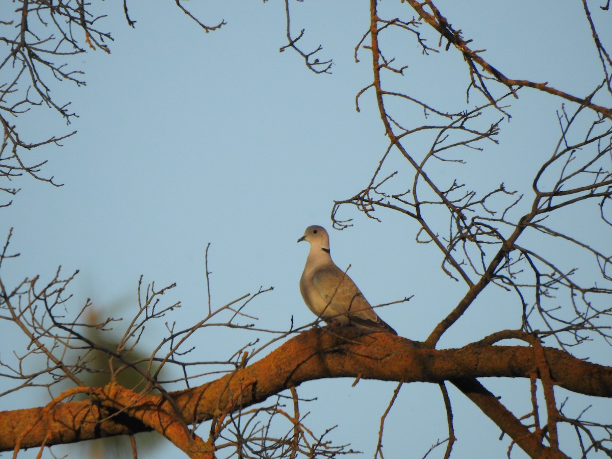 Eurasian Collared-Dove - ML151586361