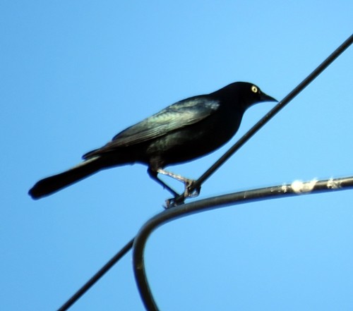 Brewer's Blackbird - ML151587131