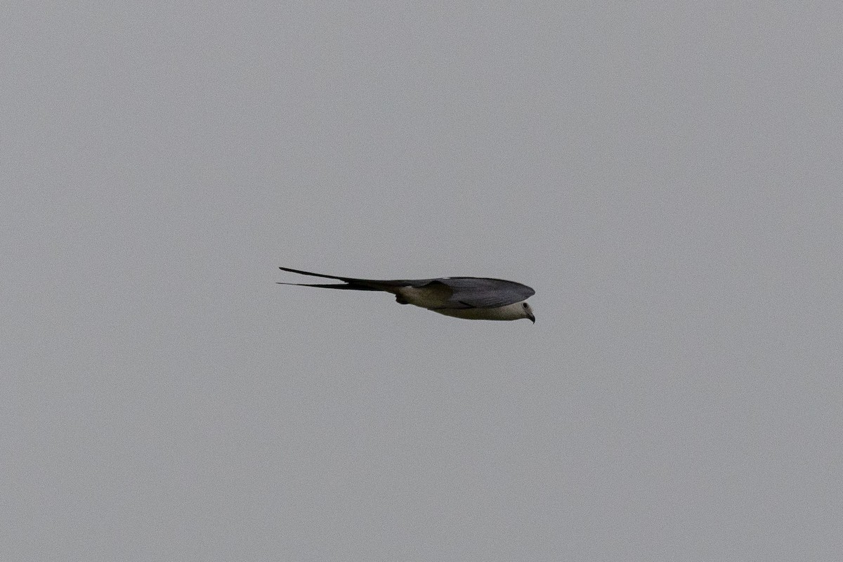 Swallow-tailed Kite - ML151587291
