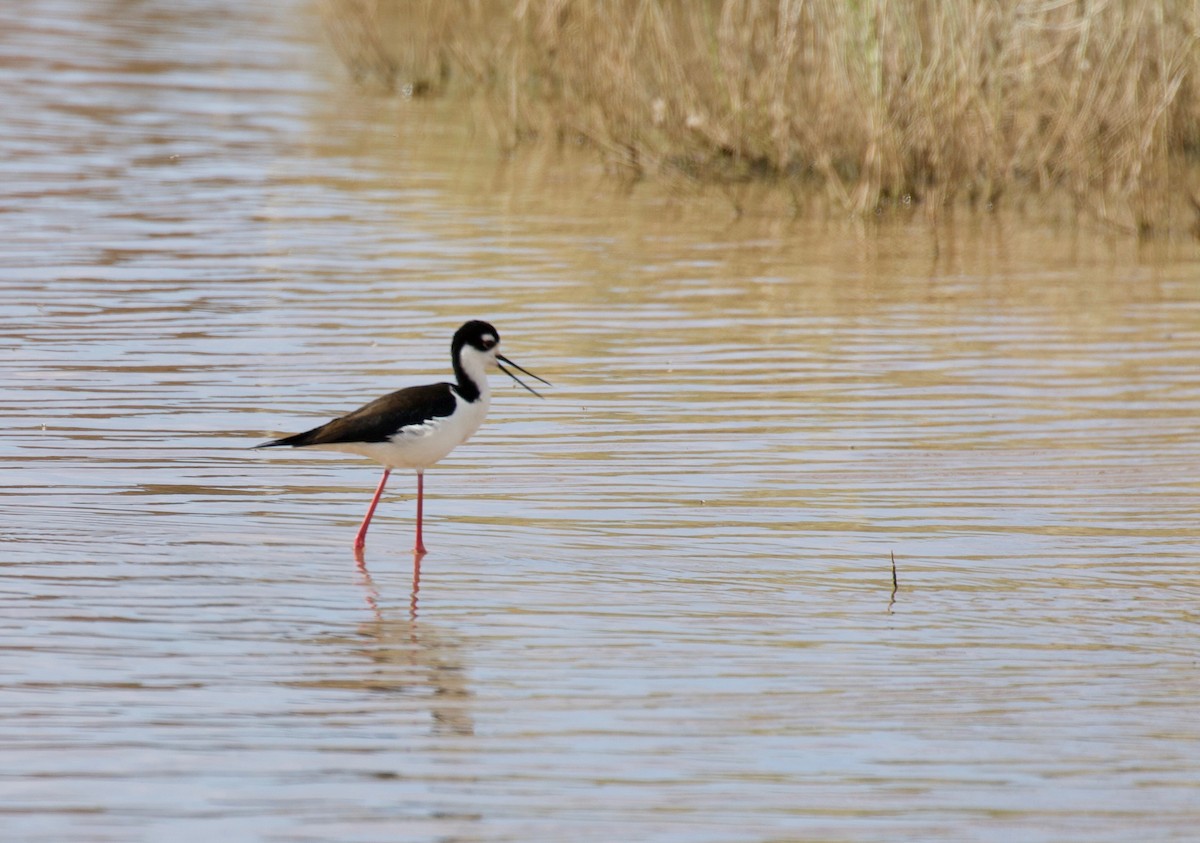 Black-necked Stilt (Black-necked) - ML151587381