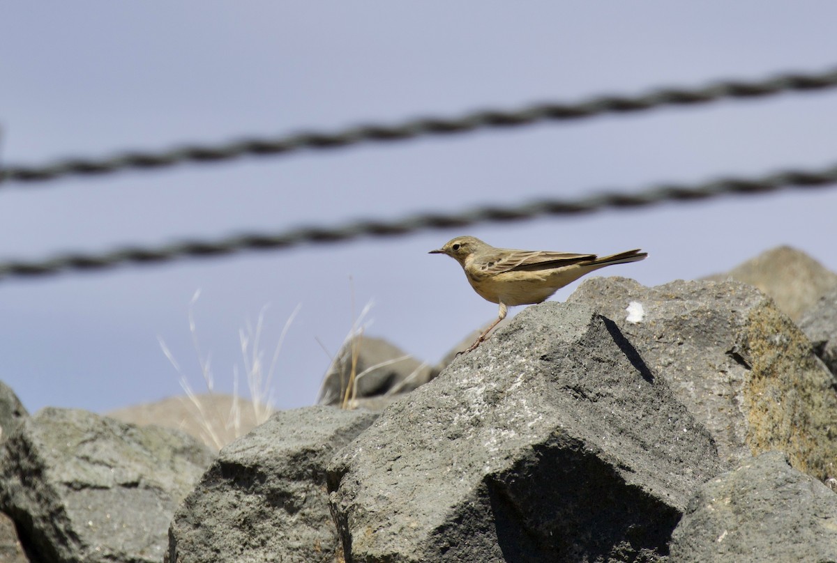 Pipit d'Amérique - ML151588101