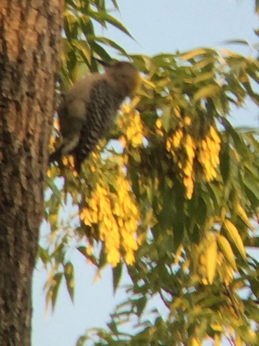 Golden-fronted Woodpecker - tereza muñoz