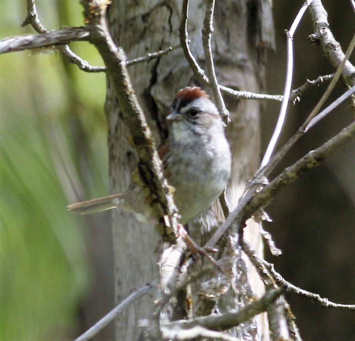 Swamp Sparrow - ML151590791