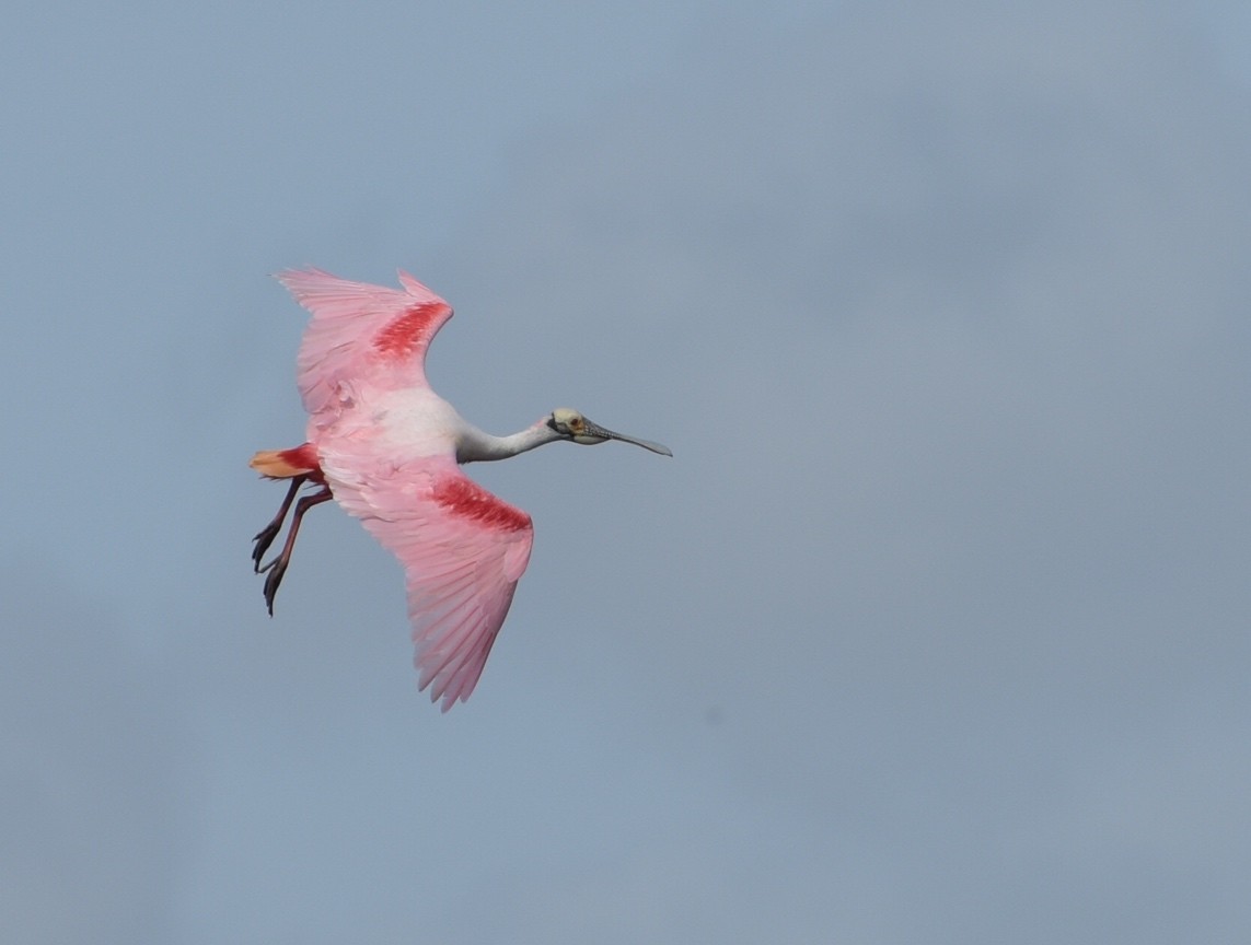 Roseate Spoonbill - ML151590871