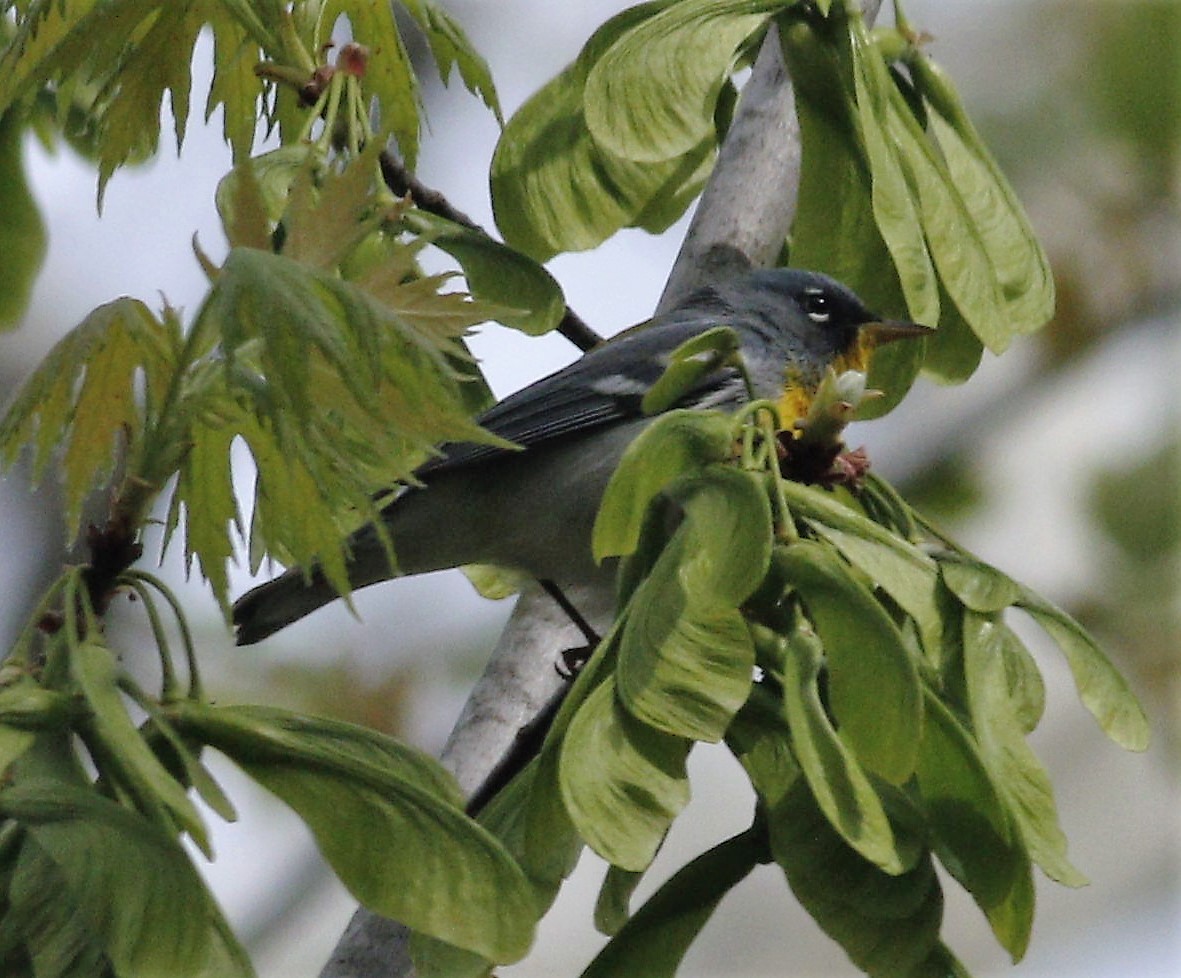 Northern Parula - ML151590921