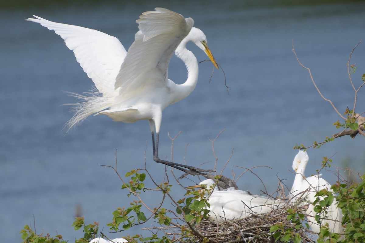 Great Egret - ML151590931