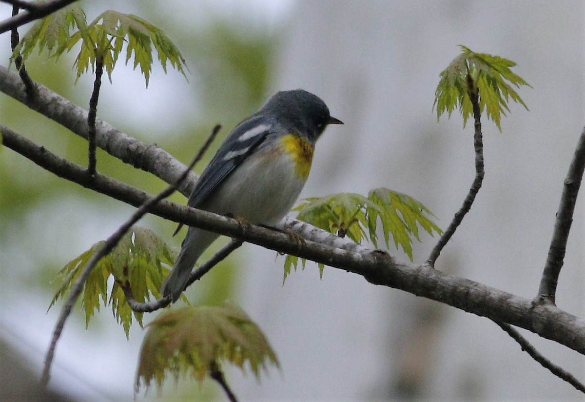 Northern Parula - ML151590941