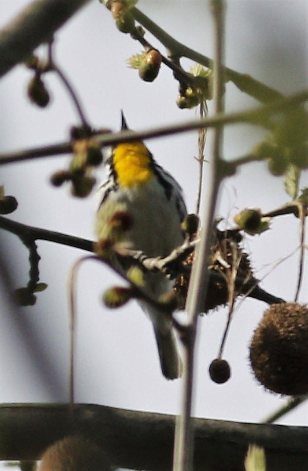 Yellow-throated Warbler - ML151591011