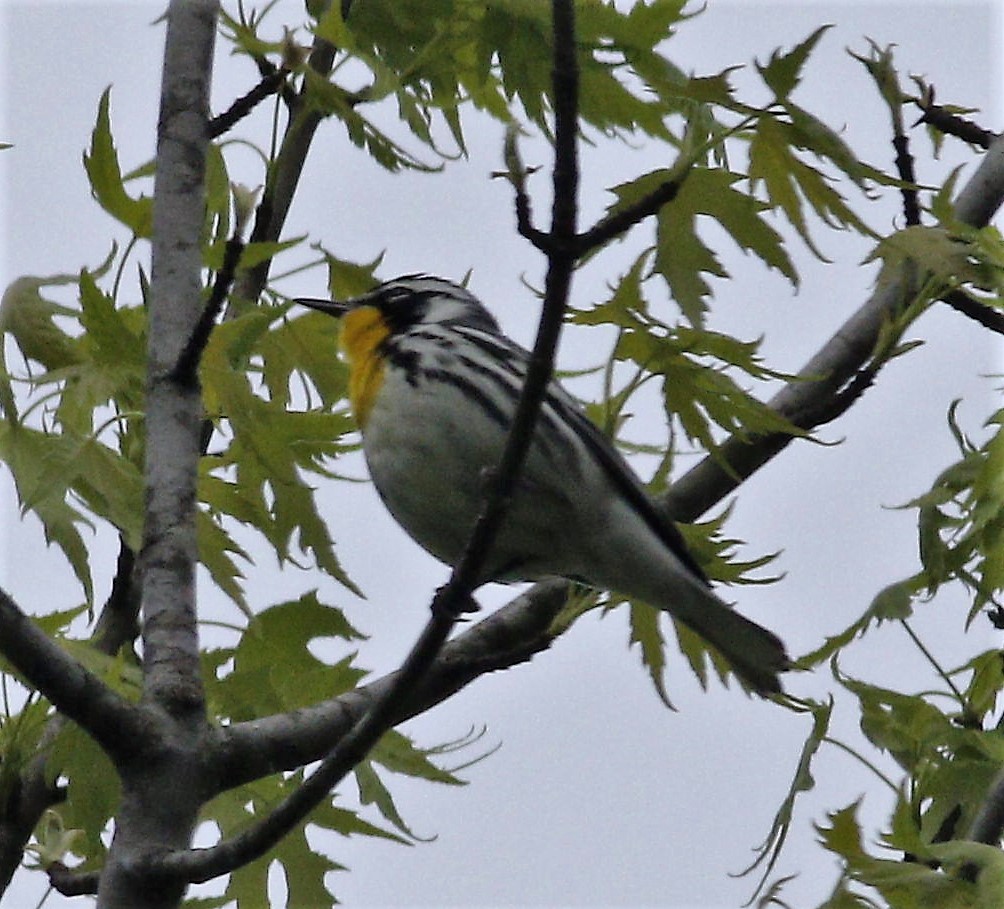 Yellow-throated Warbler - ML151591021
