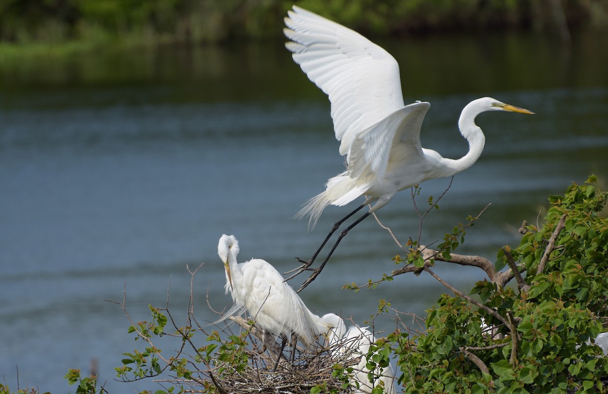 Great Egret - ML151591211