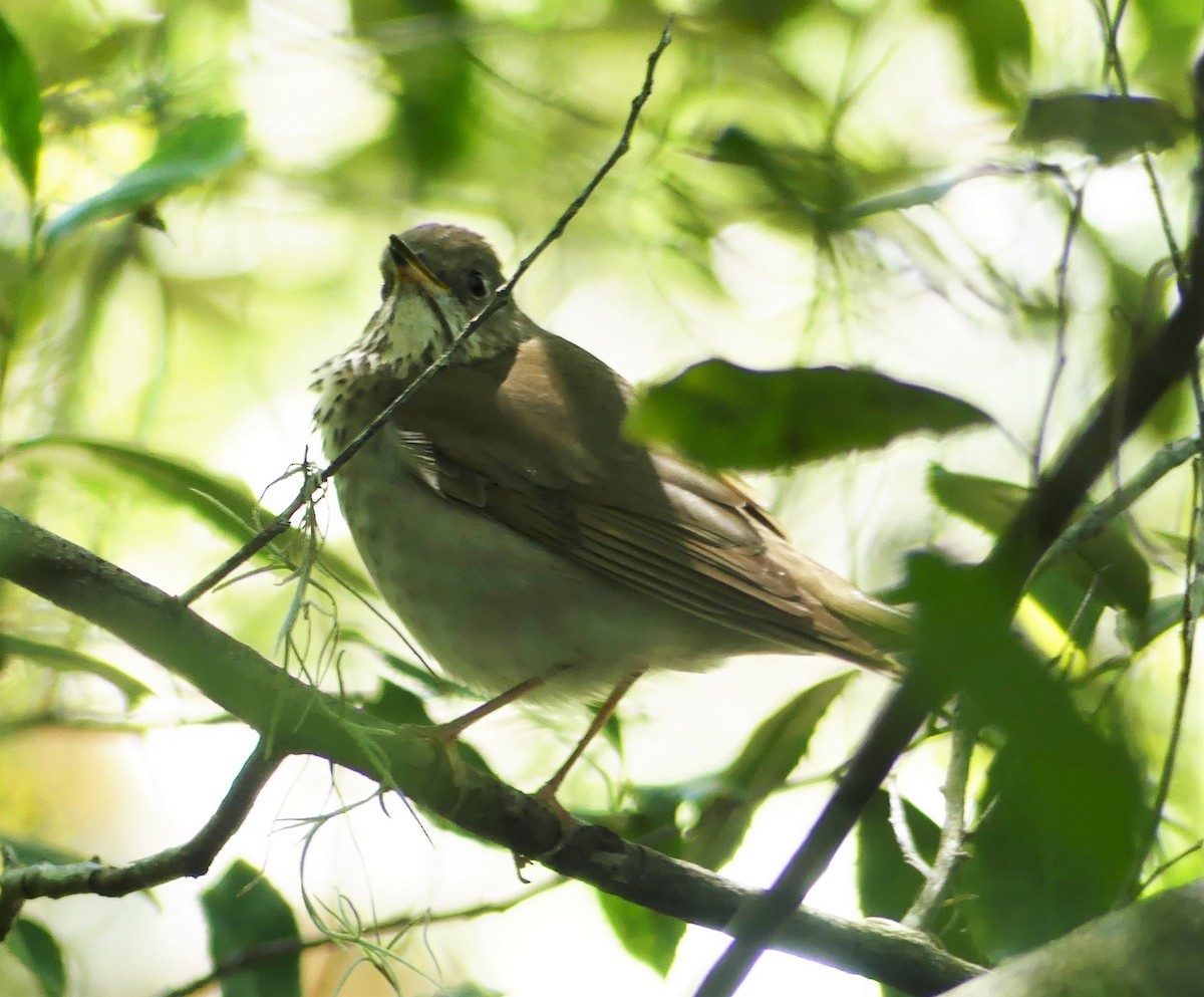 Gray-cheeked Thrush - ML151591461