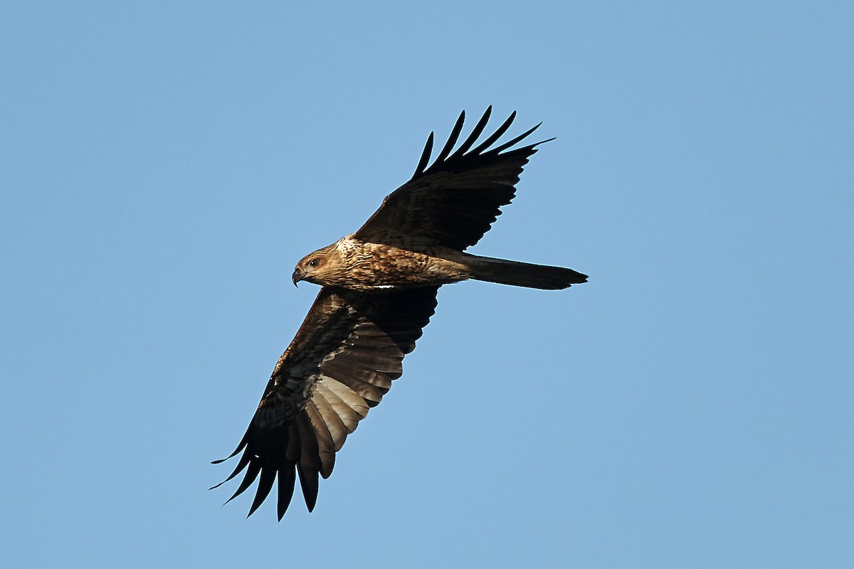 Whistling Kite - ML151591921
