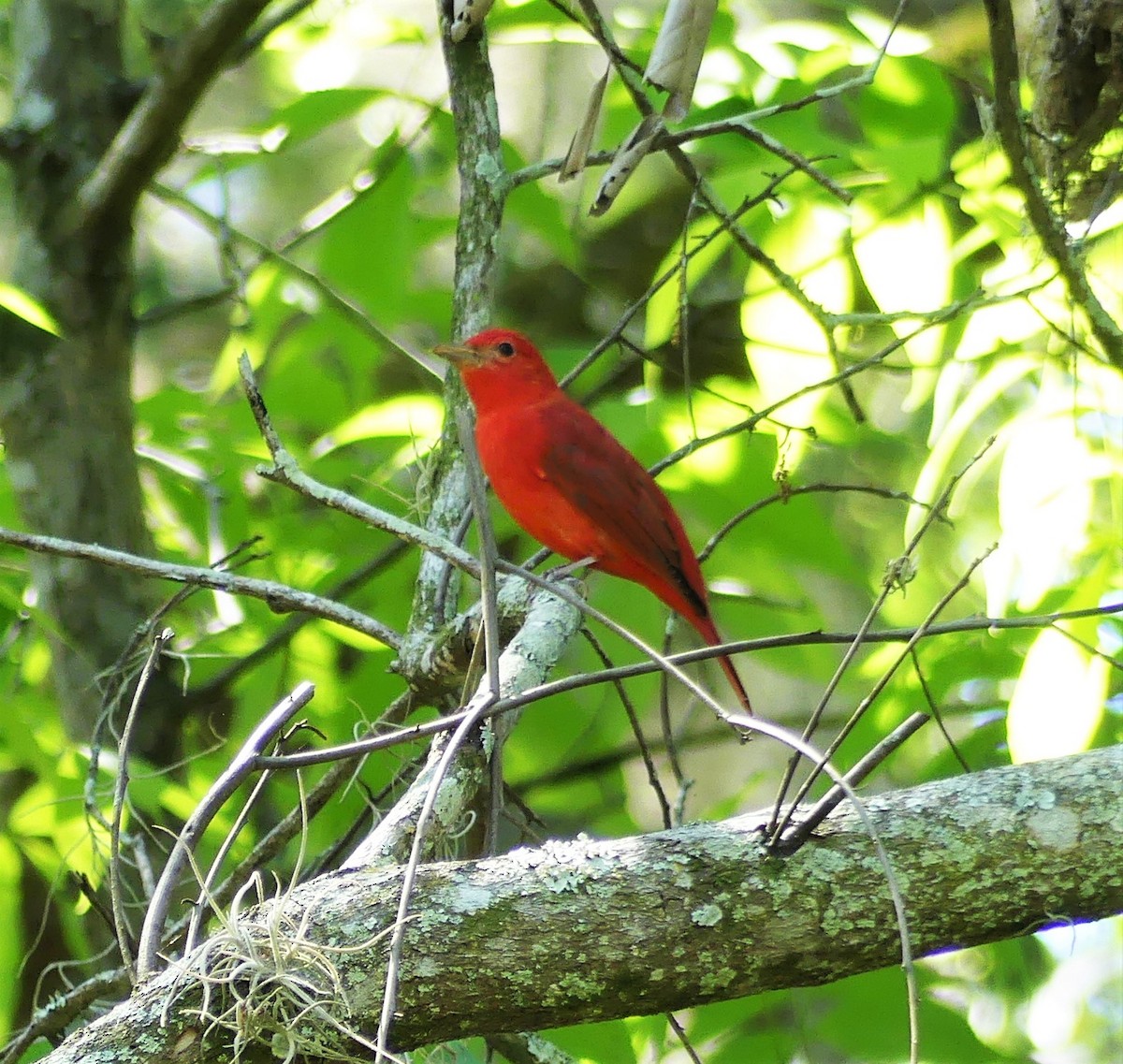 Summer Tanager - ML151592531