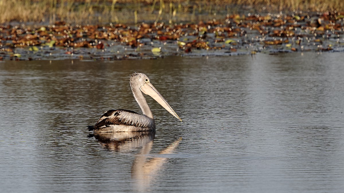 Australian Pelican - ML151592641