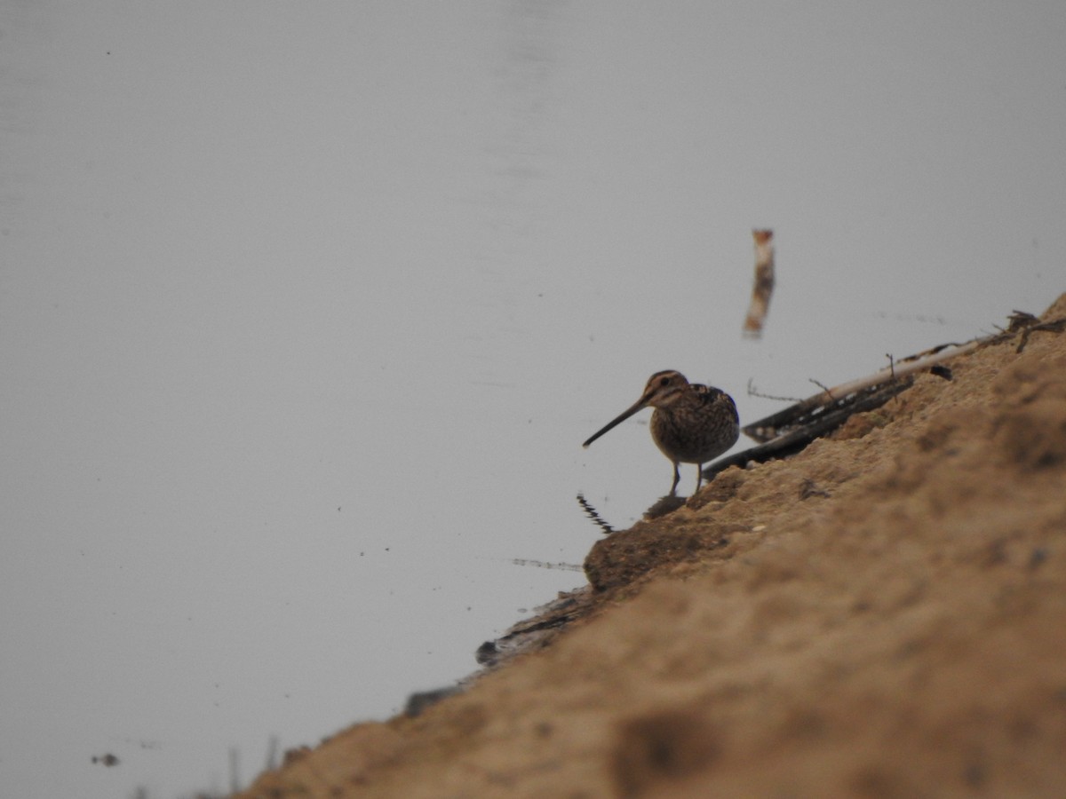 Wilson's Snipe - ML151592991