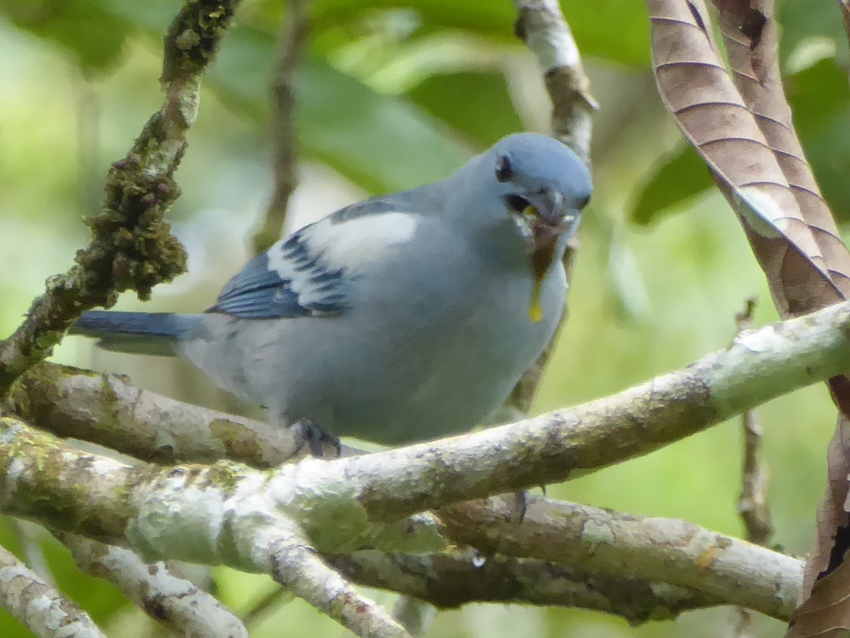 Blue-gray Tanager - Pablo Alvia