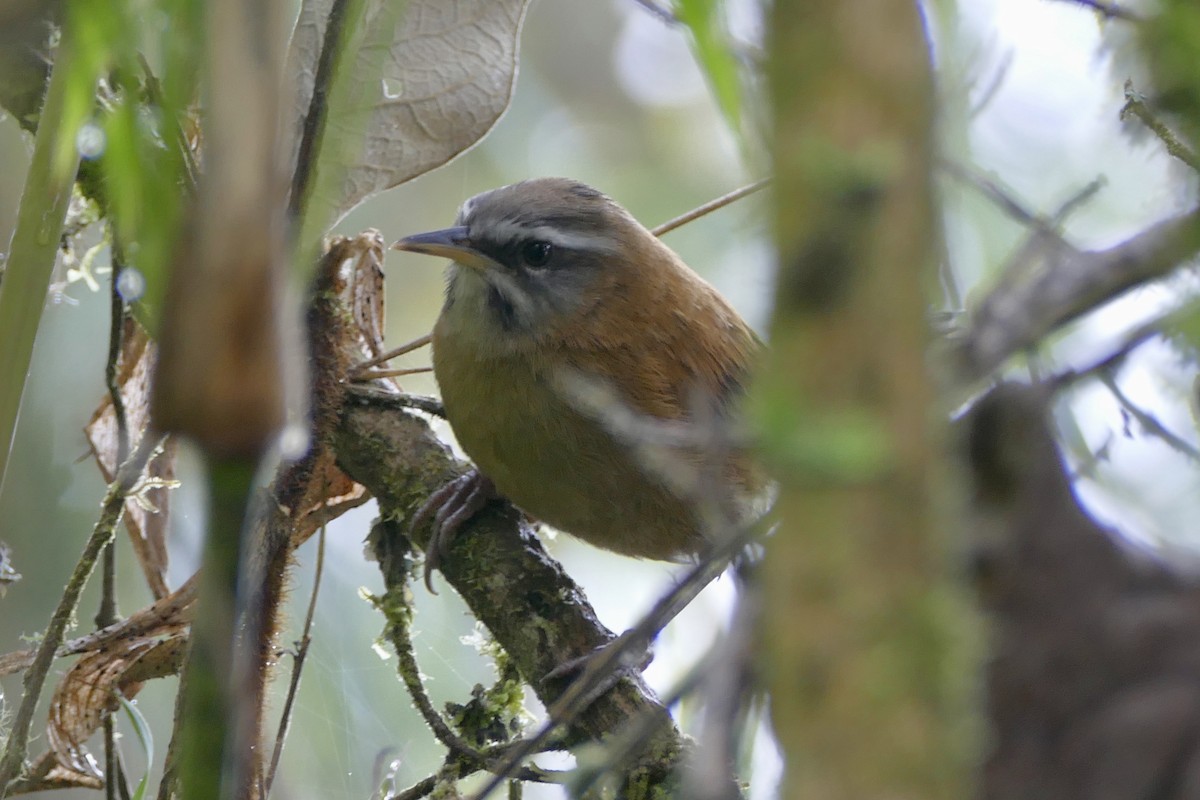 Mantaro Wren (undescribed form) - ML151596491