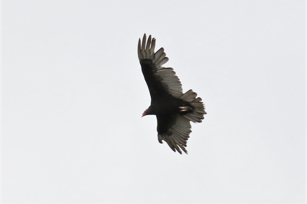 Turkey Vulture - ML151596831